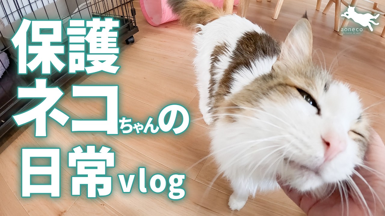 【癒し・かわいい】保護ネコちゃんの日常vlog
