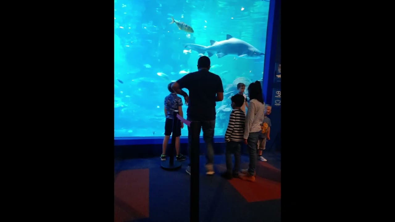 Blue Planet Aquarium in Chester