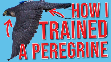 How I Trained a Peregrine Falcon
