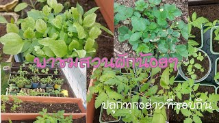 พาชมสวนผักน้อยๆ  #สวนผักอินทรีย์ ปลูกทุกอย่างที่ชอบกิน #ผักไทย #6/5/2024
