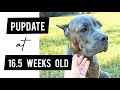 Cane Corso Puppies at Almost 17 Weeks Old (Italian Mastiff Puppies) の動画、YouTube動画。