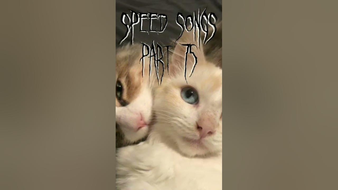 миау маум😸 - YouTube