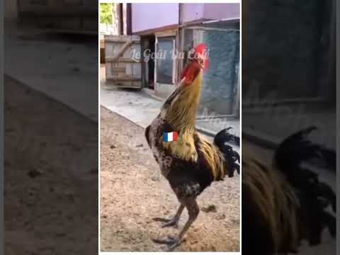 معركة بين الديك الفرنسي و أسود الأطلس 