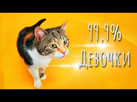 99,9% трехцветных кошек — девочки? Вся правда о трехцветных котах.