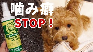 【犬の噛み癖】嚙み癖に困ったら！ビターアップルを使ってみた。