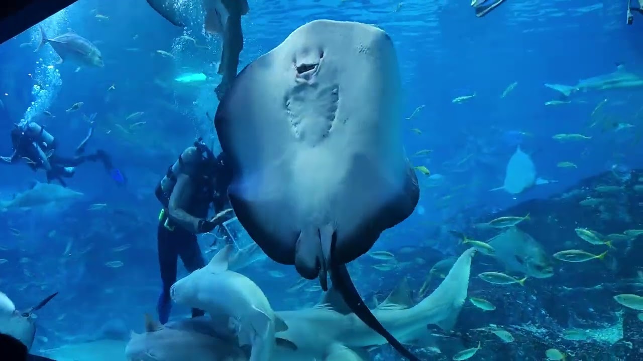 상어피딩타임(씨라이프부산)