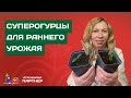 ПРАВИЛА ПОСЕВА ОГУРЦОВ ДЛЯ РАННЕГО УРОЖАЯ