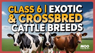 Class 6 | Exotic and Crossbred Cattle Breeds in India | Moo Techie | Dairy Technology