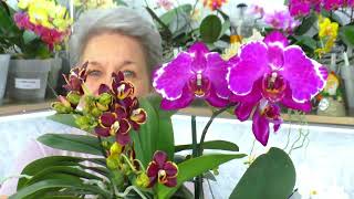 Secrets of the orchid Esme, Vanda and Malvina... Following in the footsteps of our videos.