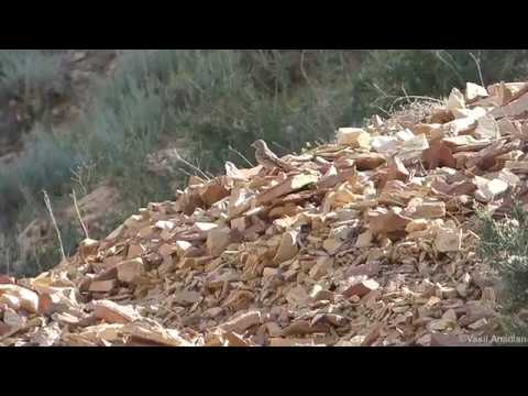 Grey-necked Bunting - Emberiza buchanani, Armenia 
