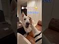ママのおとなりに座りたいけどなでなでが優先な大型犬【ホワイトシェパード】　#shorts