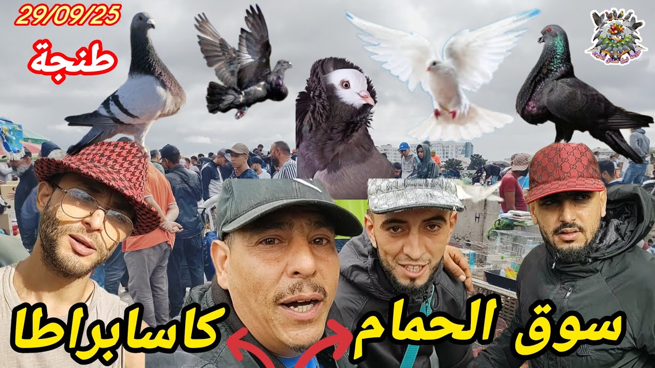إنهيار الأسعار الحمام #سوق #طنجة #كاساباراطا إكتشف السلالات النادرة بأثمنه جنونية 👈🏃🪙