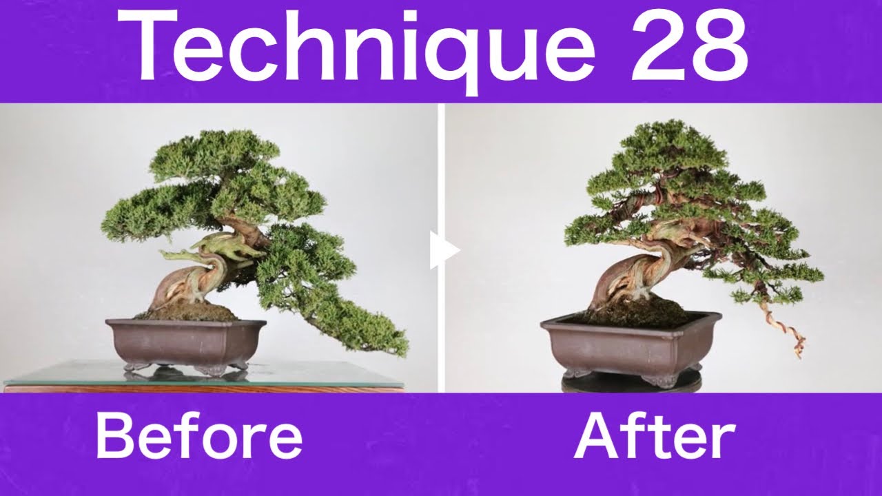 Technique28【Koji Hiramatsu Takamatsu Bonsai Channel】