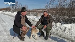 "Клуб охотников и рыболовов" выпуск 137 "Западно-Сибирская Лайка"