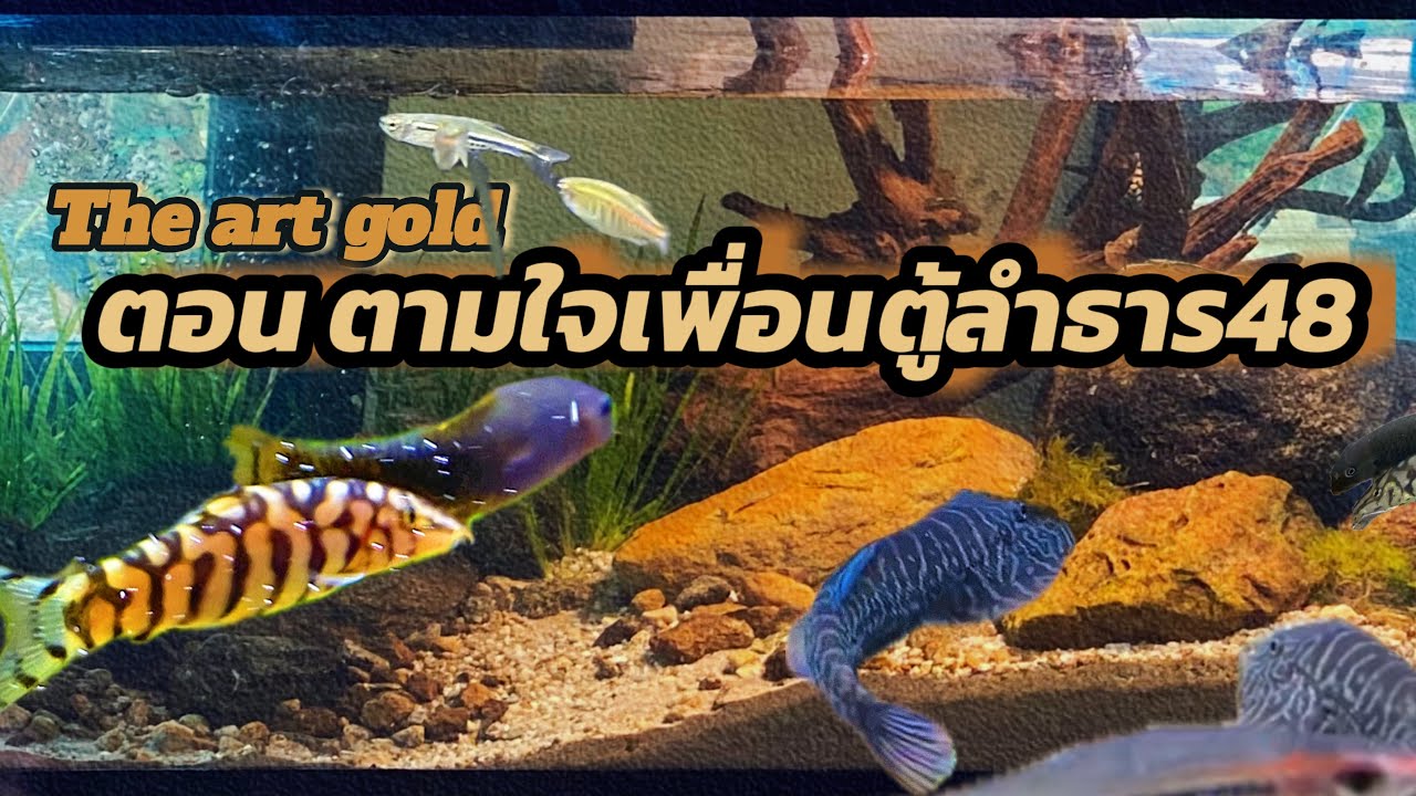 ตอน ตามใจเพื่อนตู้ลำธาร48 รีวิว&ให้อาหารปลา Bettaarthomey EP.3