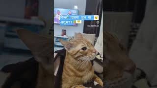 बिल्ली पालना शुभ या अशुभ #catslovers#adorably #purrfect #adoption#petzone#cat#cutecat #ytshots