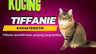 Tiffanie Cat ||Tiffanie Cat Characteristics#tiffanie cat#tiffanie cat characteristics