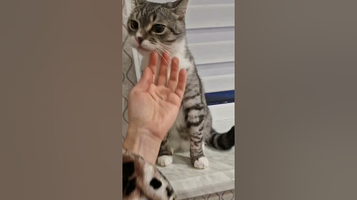 НЕ ТА ЛАПА БУЛА ПРИ ПІДЙОМІ #shorts #cat #розваги