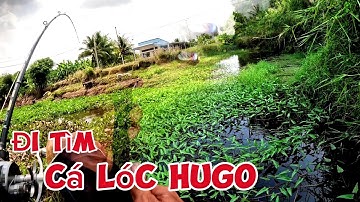 Câu cá lóc bìa rừng U Minh || Hành trình tìm kiếm hugo (tập 152)@huukhuynhkiengiang