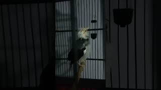 Download Lagu jalak hybrid pinter ngomong MP3