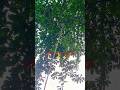 33kv line fault ⚡🪜/#technical /#shortvideo /#tecnician