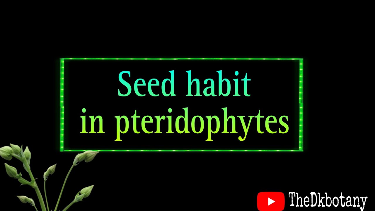 Seed habit in pteridophytes