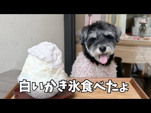 【ホワイトかき氷】ミニチュアシュナウザーと過ごす夏 かき氷とダラダラといつものカフェ