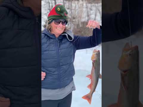 Videó: Arctic char: fotó a halakról, leírás, termesztés, fogás