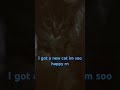 New kitty