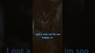 New kitty