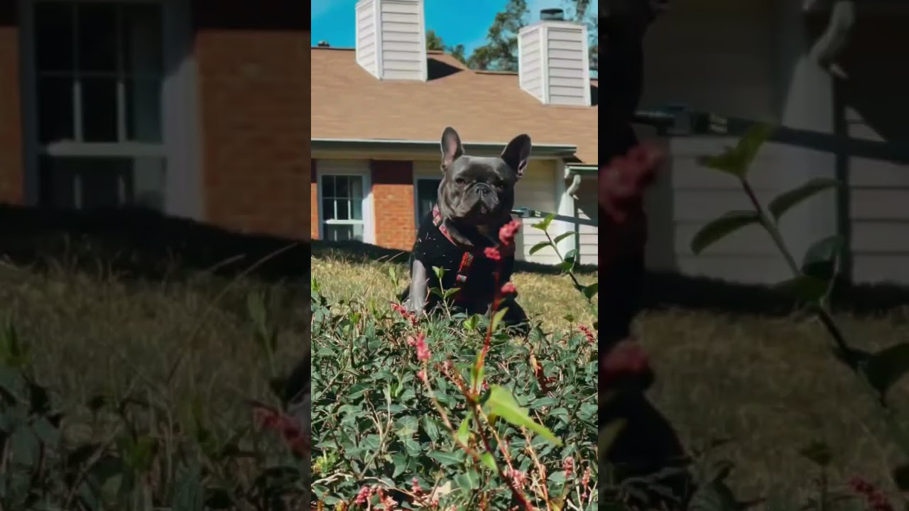 French bulldog Luna 🐶🎩👀