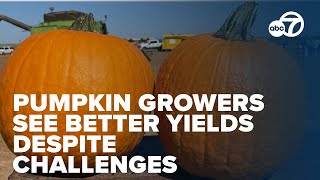 Texas Panhandle pumpkin growers see better yields despite challenges