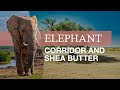 Elephant corridor and shea butter