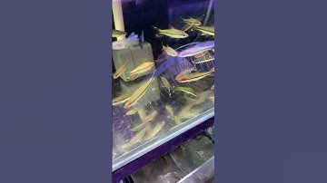 Cá hồng mi ấn độ #cacanh #fish