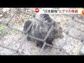 100mを7.2秒で走り…パンチ力は「2t」“日本最強”ヒグマの生態　泳ぎも得意で広範囲を移動