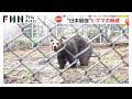 100mを7.2秒で走り...パンチ力は「2t」“日本最強”ヒグマの生態 泳ぎも得意で広範囲を移動