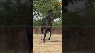 #horse #horsephotography #marwarihorse #trending #viral #instagram #reels #shortvideo #shorts