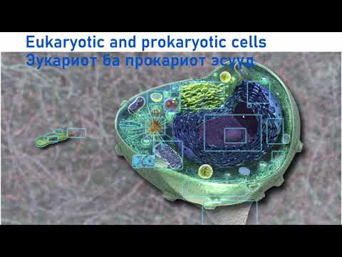 Видео: Прокариот эсүүдэд мРНХ байдаг уу?