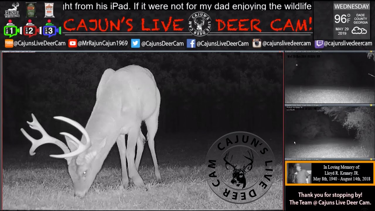 Live Deer Cam Live Animal Cam 24/7 Live Stream In Memory of my