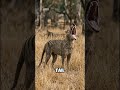 Tasmanian Tiger… Still Alive?