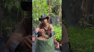 Media tanam bekas penyakit masih bisa dipake nanam lagi ?? #berkebun #garden #shorts