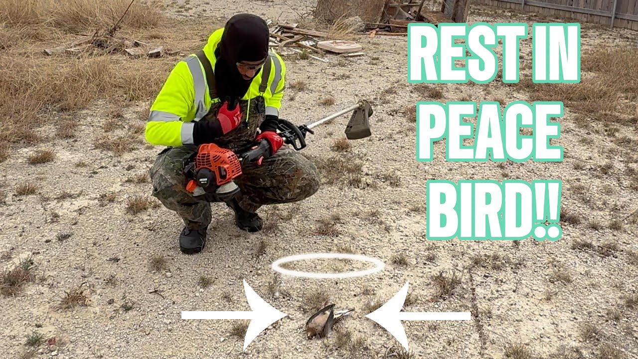 На этом дворе в траве были спрятаны ДВЕ мертвые птицы… Покойся с миром.