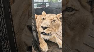 Unloading Lions #Fun #Wildlife #Animals