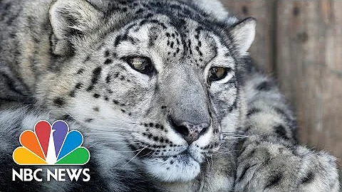 Scientists Discover New Way To Research Snow Leopard | NBC News - DayDayNews
