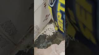 Smelly drain?Time to stop ignoring what’s happening inside your tank #BathroomCleaning #HomeCleaning