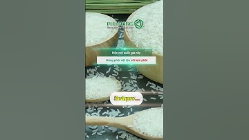 Ấn Độ có thể siết thêm xuất khẩu gạo | Phú Nông #shorts  #gaoxuatkhau