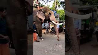 VEMBANADARJUN puthuppallySadhu  #vembanad arjun #puthuppally Sadhu #elephant  #shorts