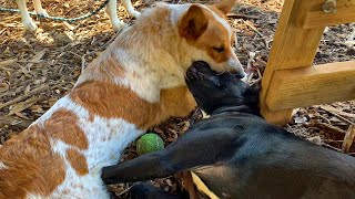 FOHA Buddies -  10/22/2020