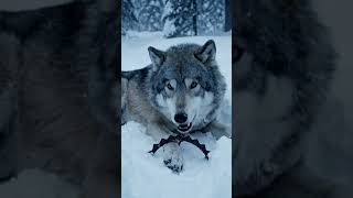 We couldn't just leave this wolf to its fate 🐺❤️