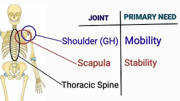Mobility vs stability: Joint - by - joint Approach | Which joint needs Mobility and stability ?